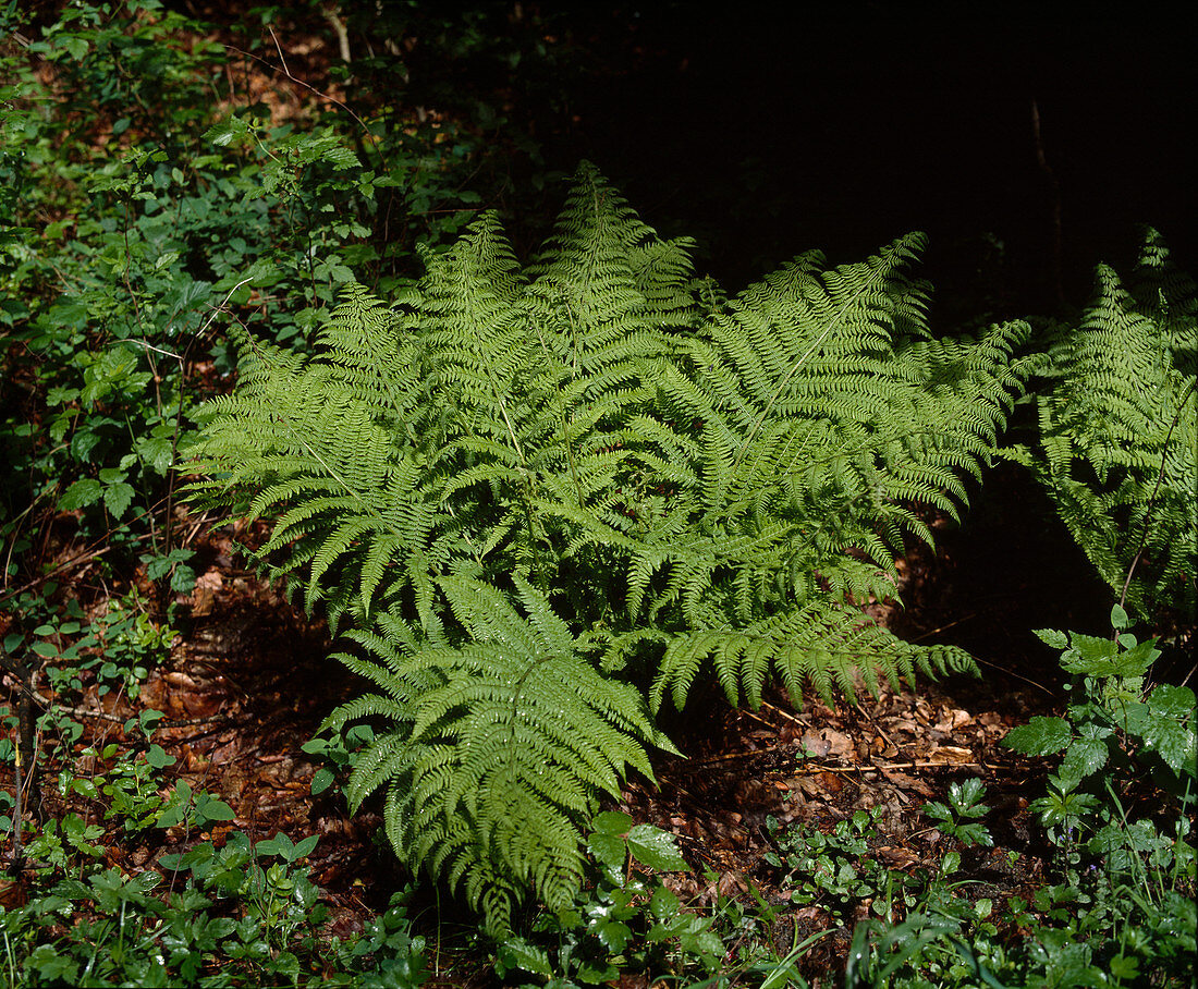 Athyrium felix-femina