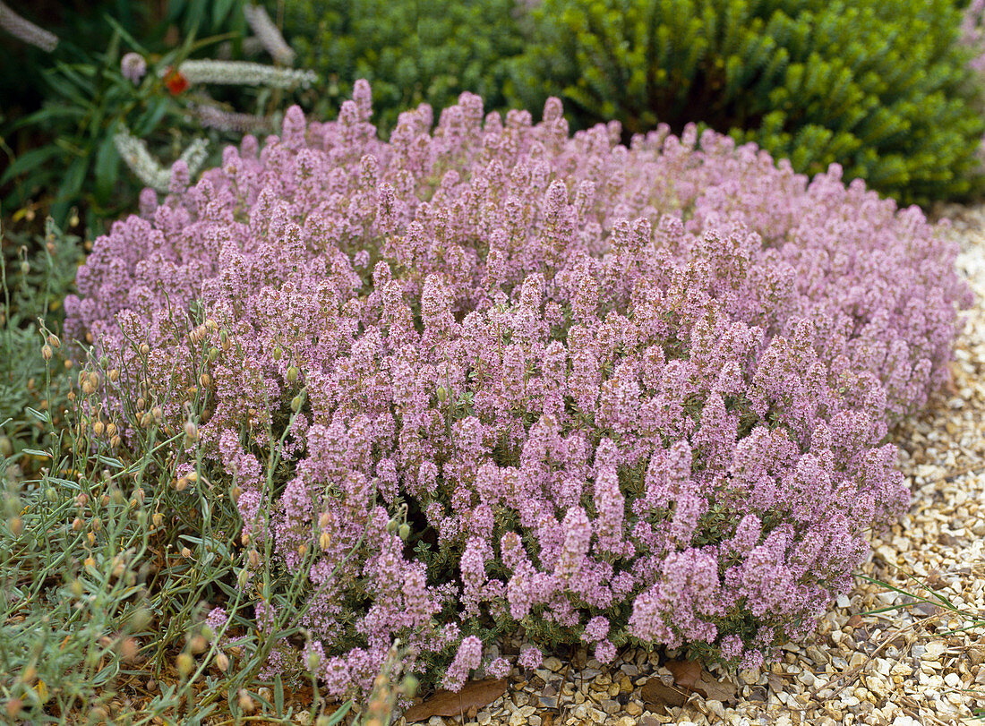 Thymus citriodorus (lemon thyme) with pink flowers
