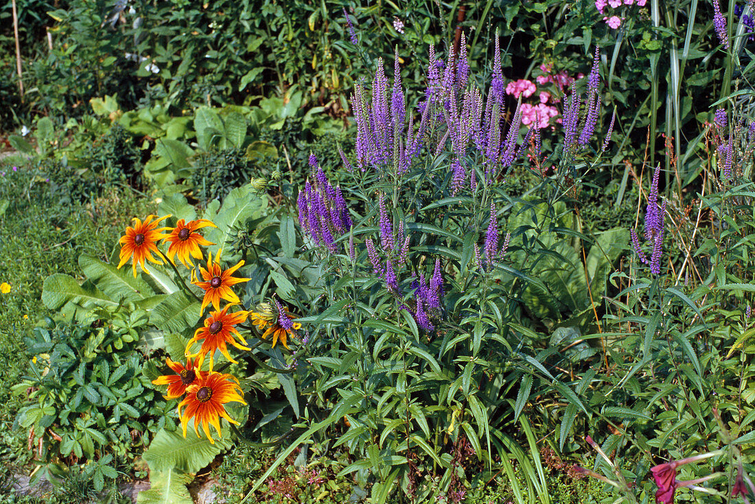 Veronica longifolia