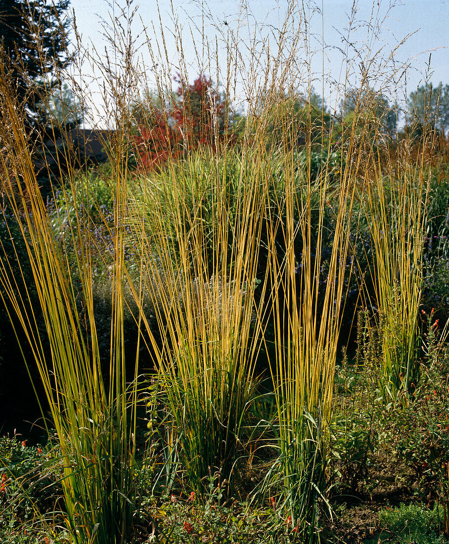 Molinia altissima