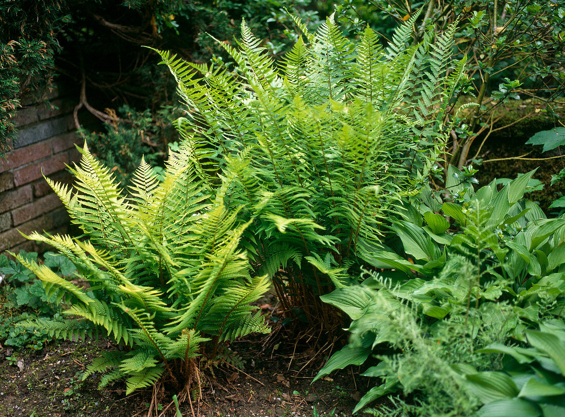 Dryopteris borrei syn. Dryopteris affinis