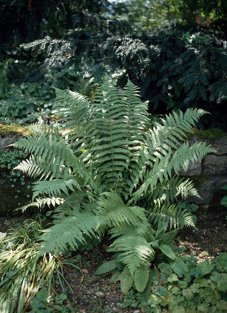 Dryopteris