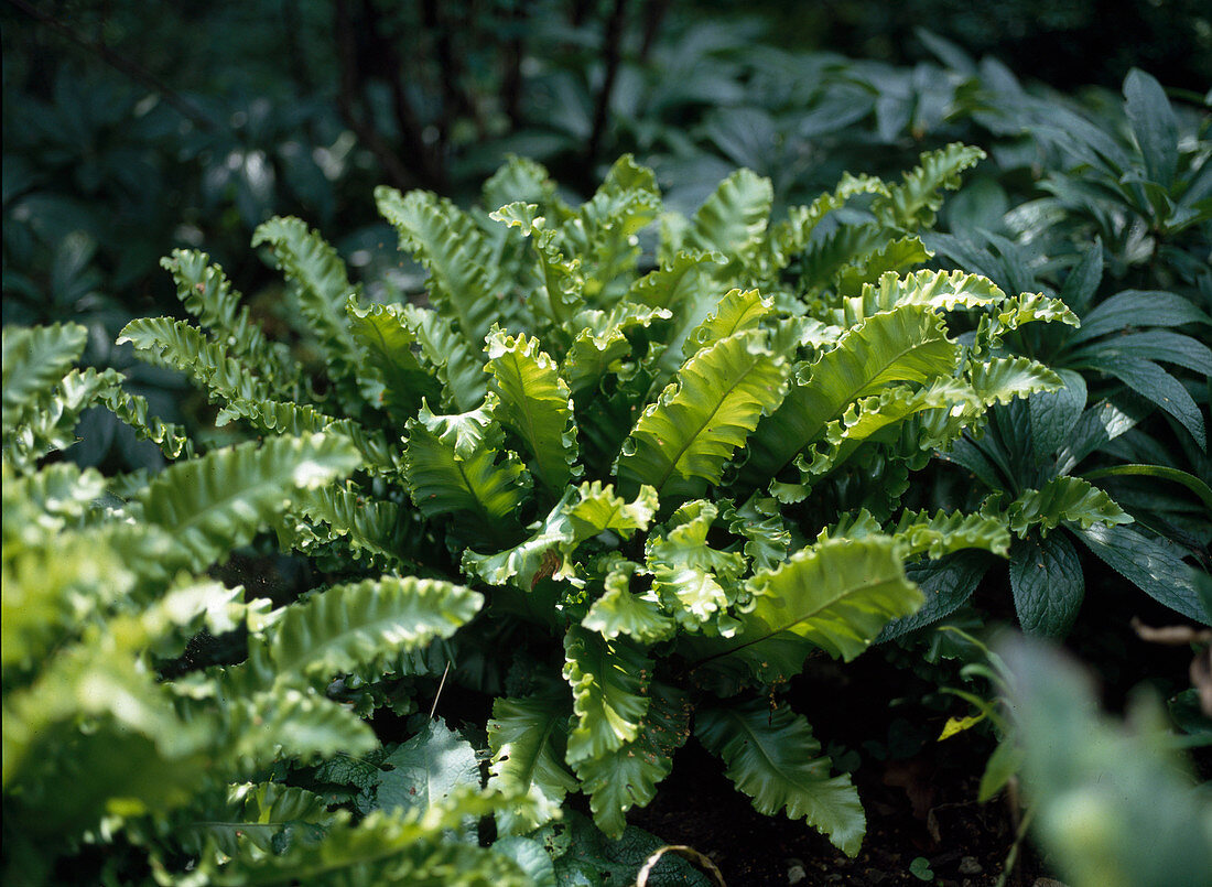 Phyllitis scolopendrium 'Crispum'