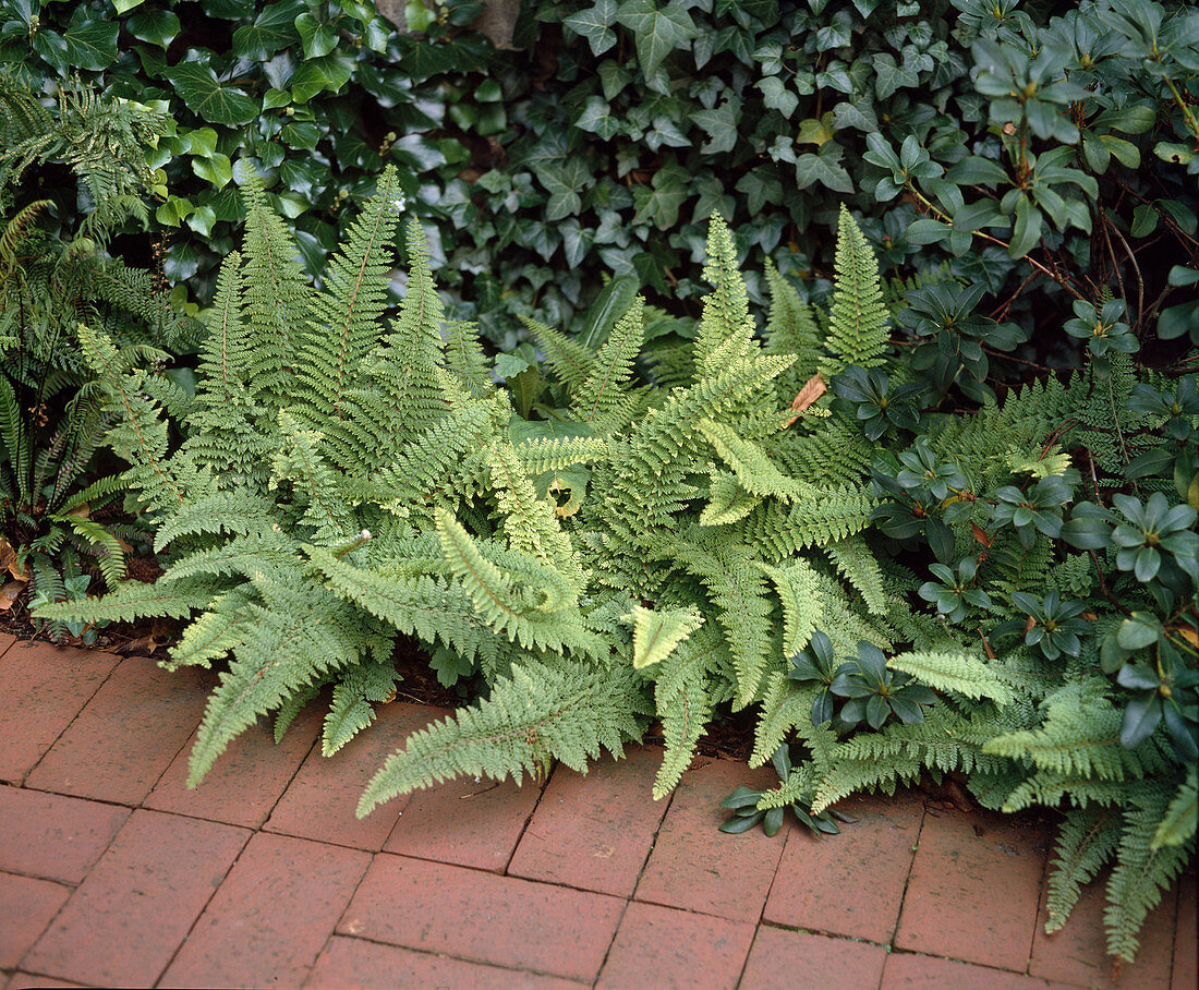 Polystichum Setiferum