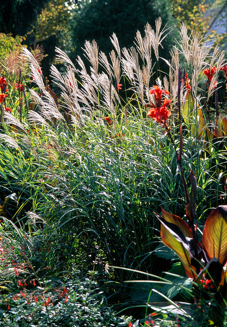 Miscanthus sinensis 'Silberfeder'