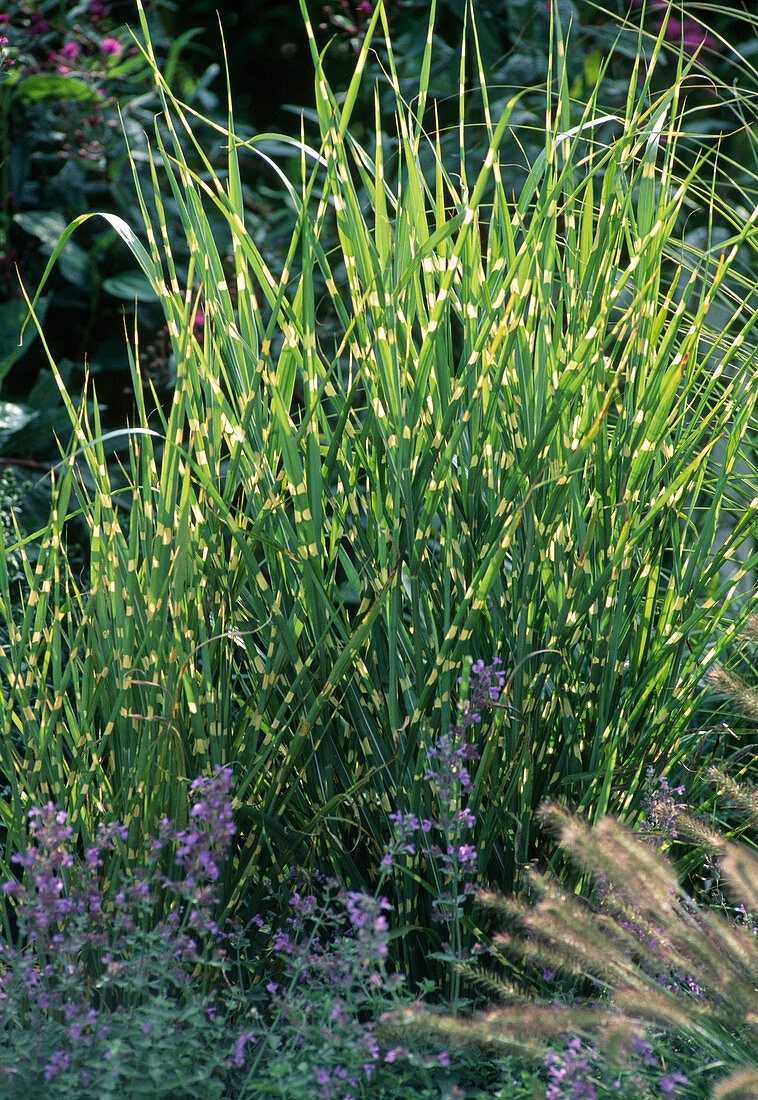 Miscanthus chinensis 'Zebrinus'