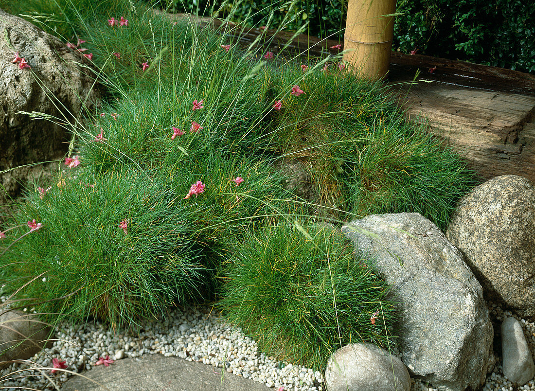 Festuca scoparia (Bärenfellschwingel) zwischen Felsen