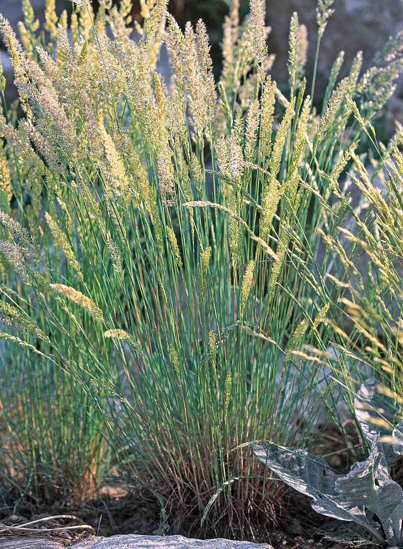 Koeleria glauca (June grass)