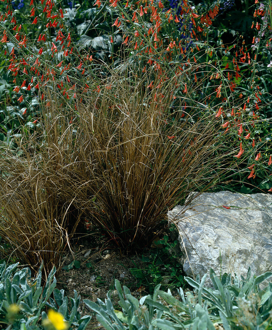 Carex BUCHANANII