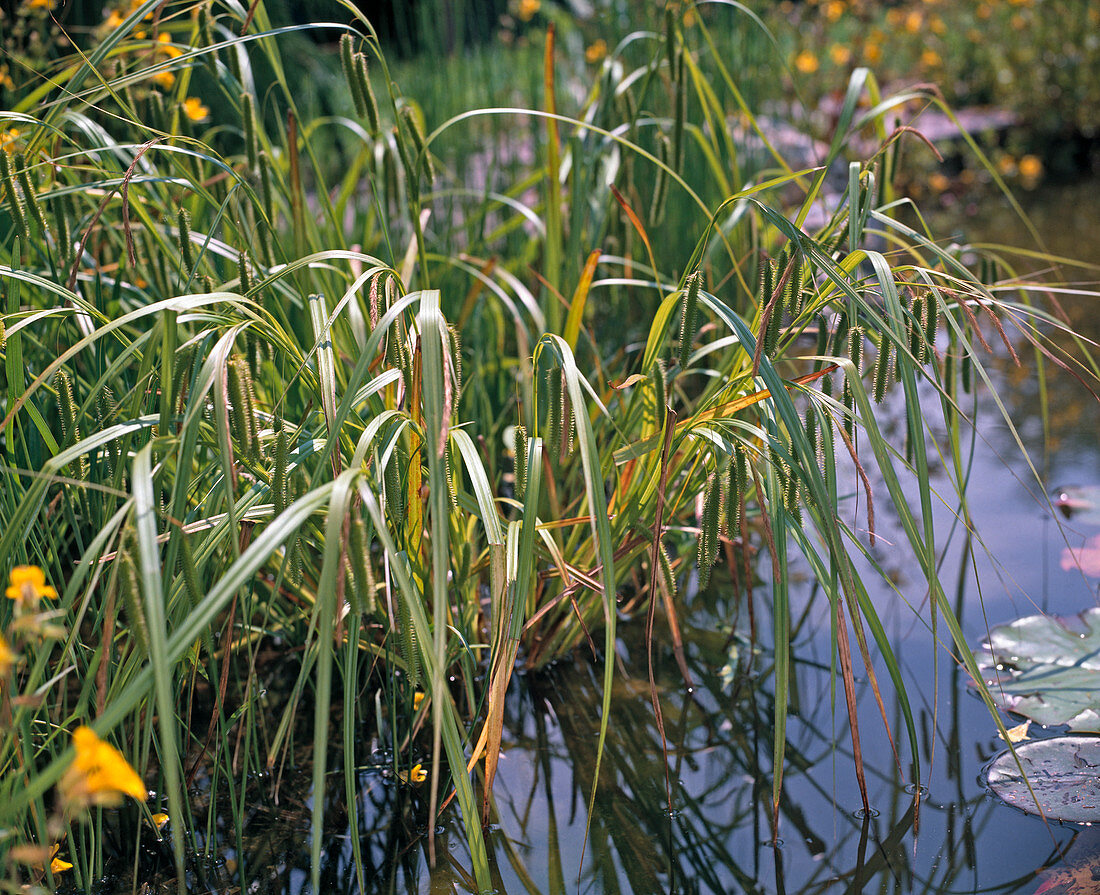 Carex pseudocyperus (Cyperngrasähnliche Segge)