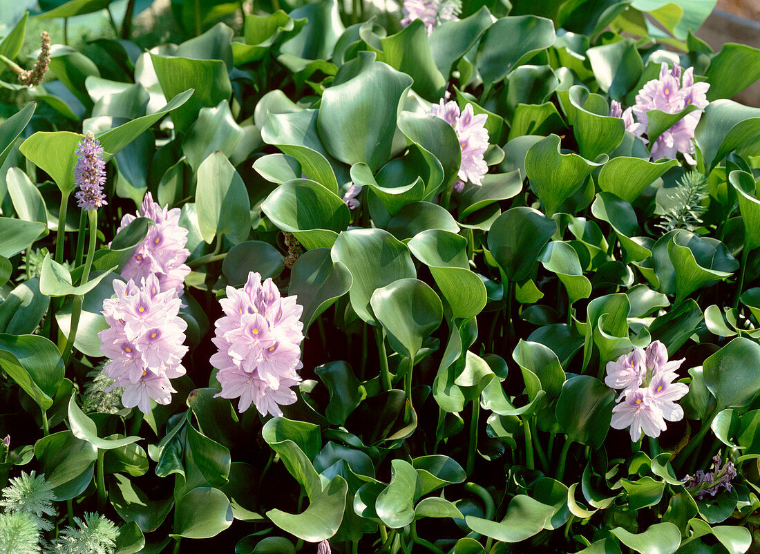 Eichhornia crassipes