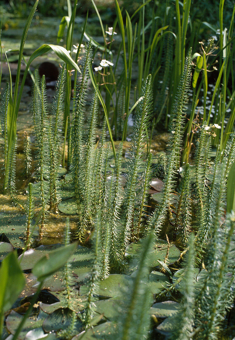 Hippuris vulgaris