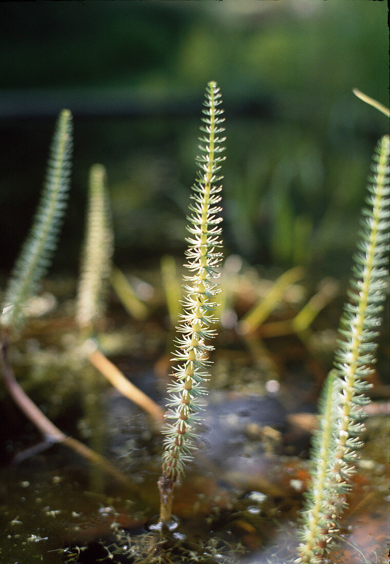 Hippuris vulgaris