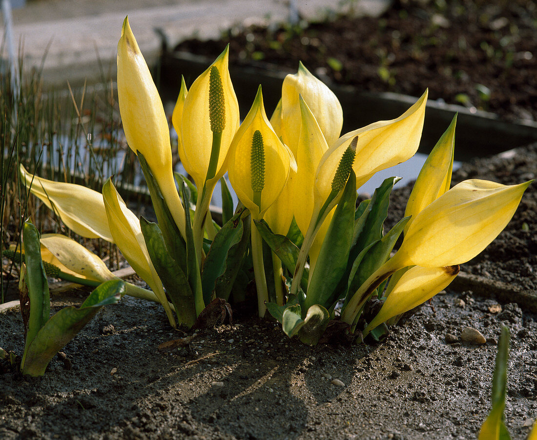 Lysichiton americanus