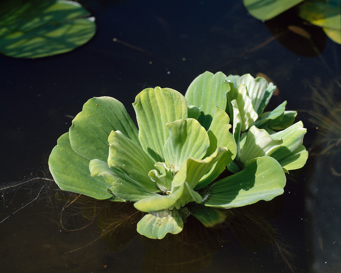 Pistia stratiotes