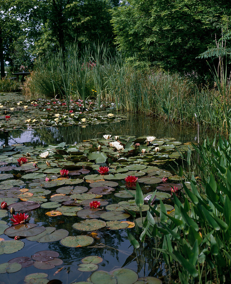 Teich mit SEEROSEN