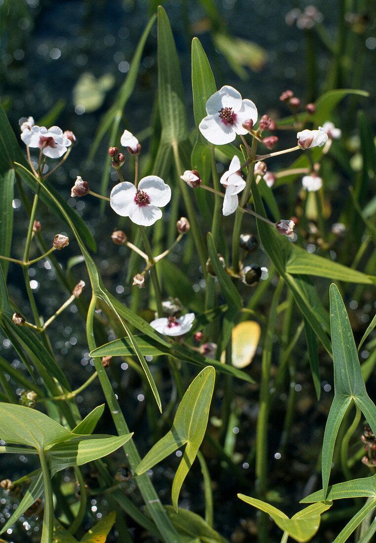 Sagittaria sagittifolia (Pfeilkraut)