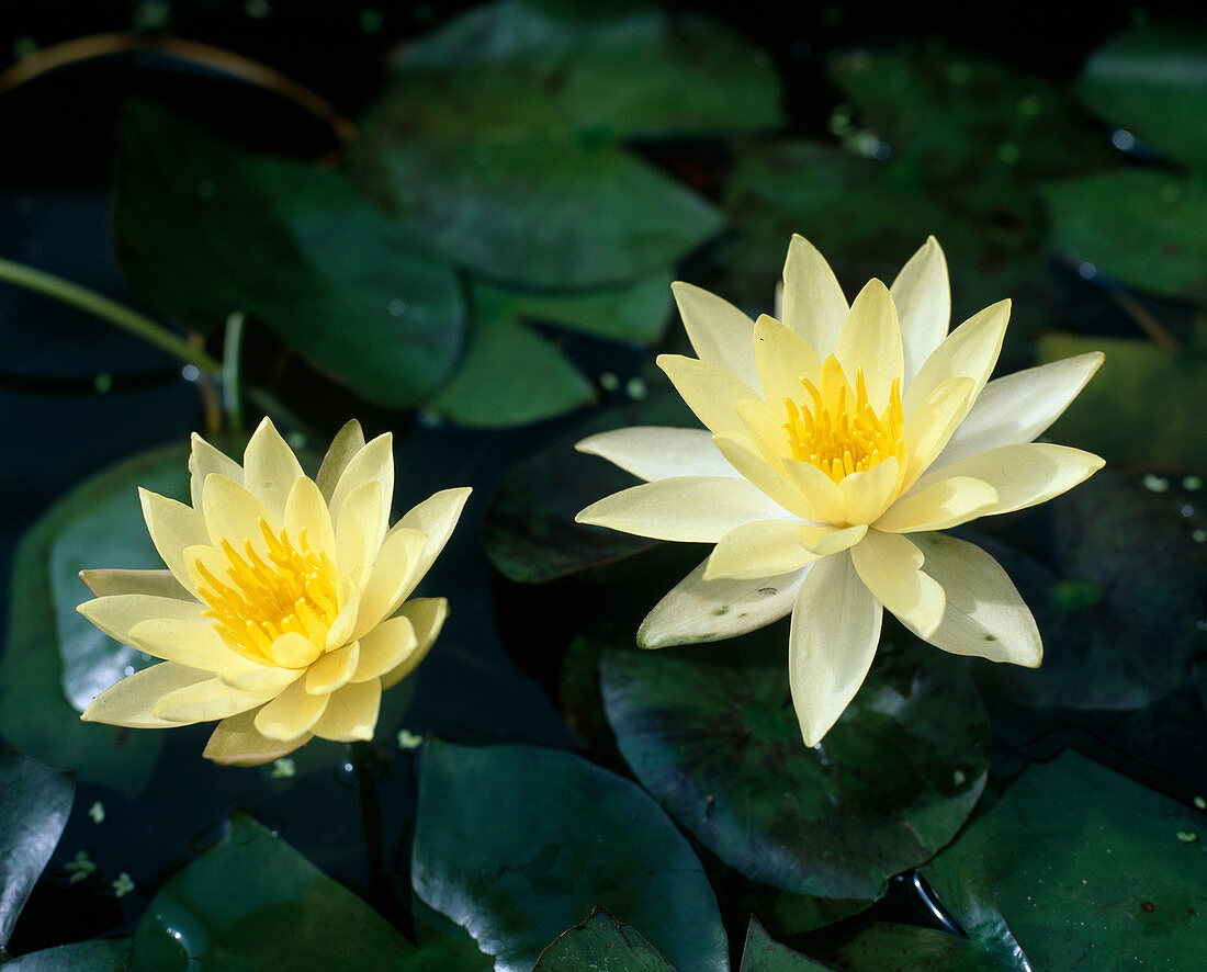 Nymphaea Odorata