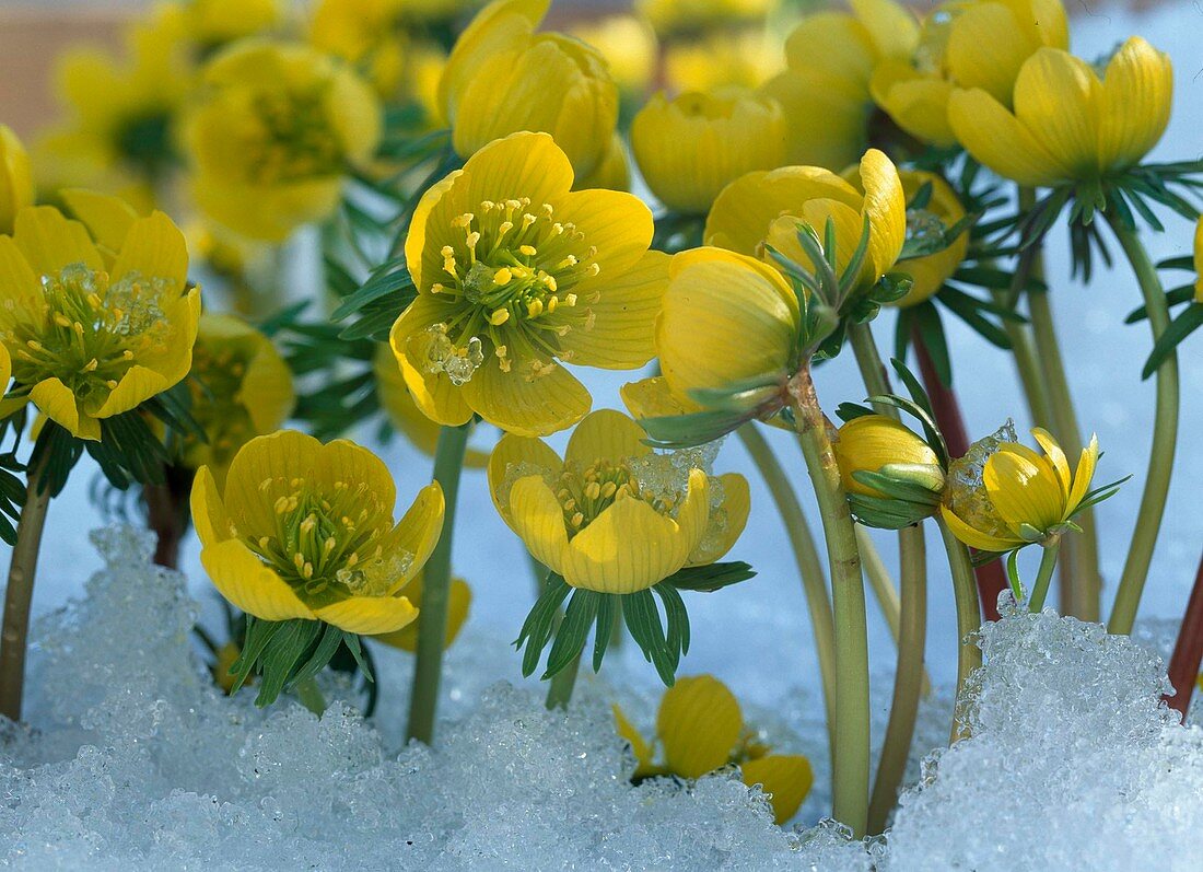 Eranthis hyemalis / Winterling