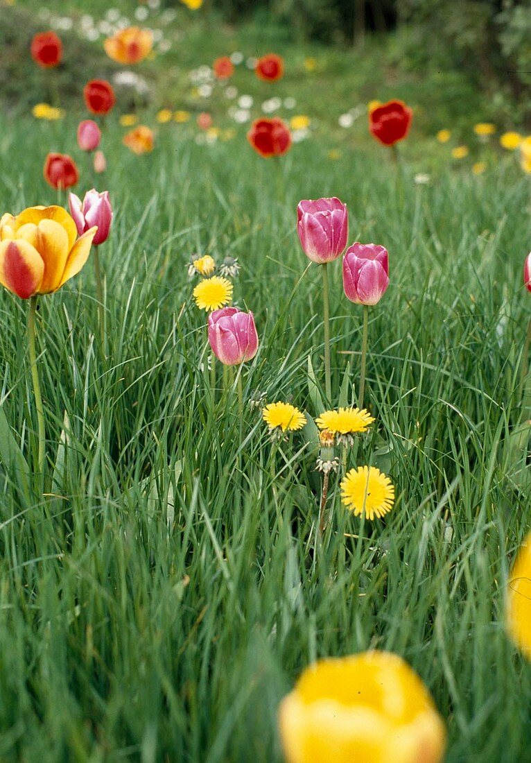 Rasen mit Triumphtulpen