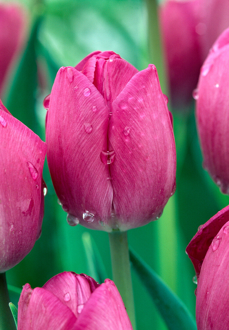 Tulipa 'Don Quichote' (Tulpe)