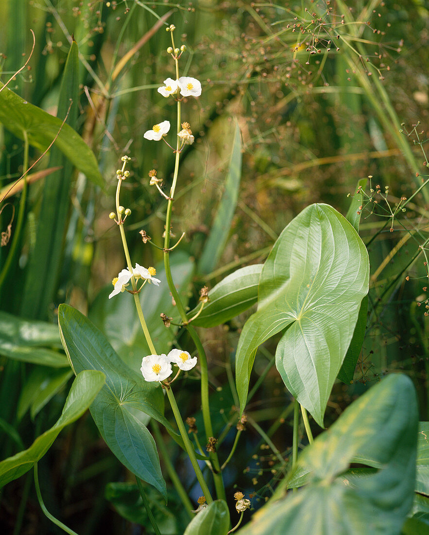 Sagittaria latifolia