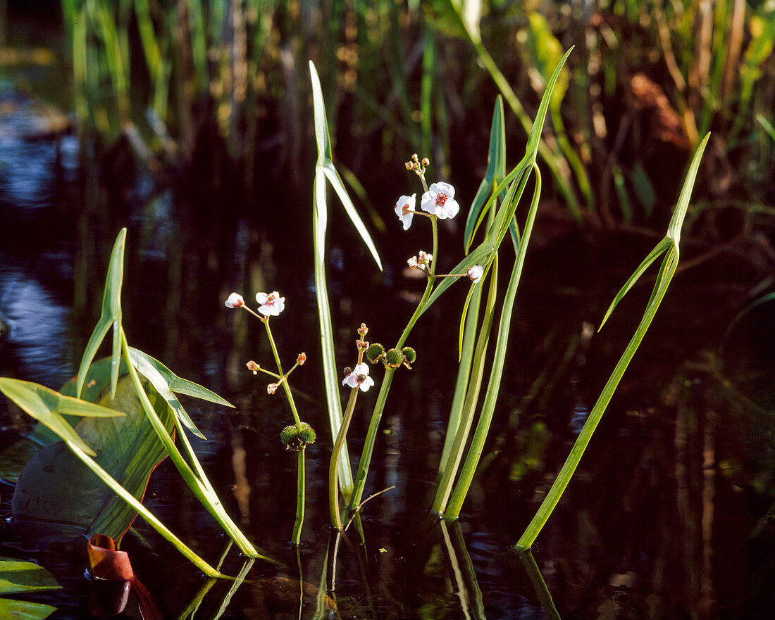 Sagittaria sagittifolia