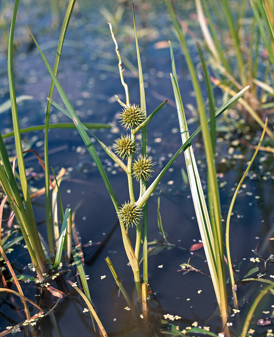 Sparganium emersum