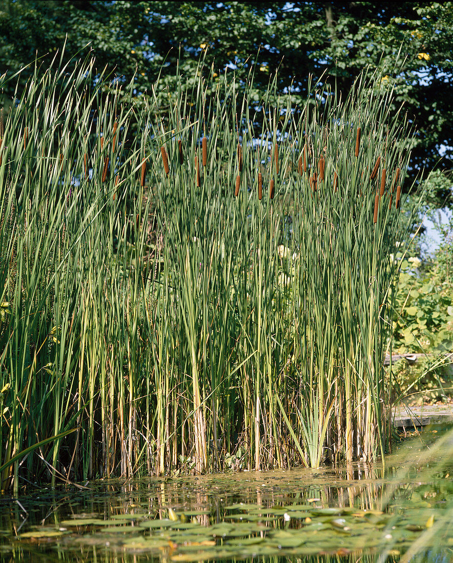 Typha angustifolia