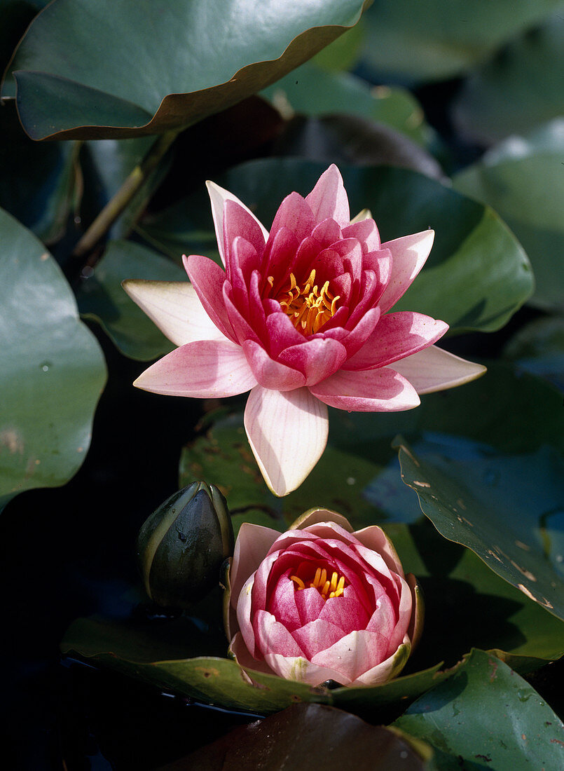 Nymphaea Rembrandt