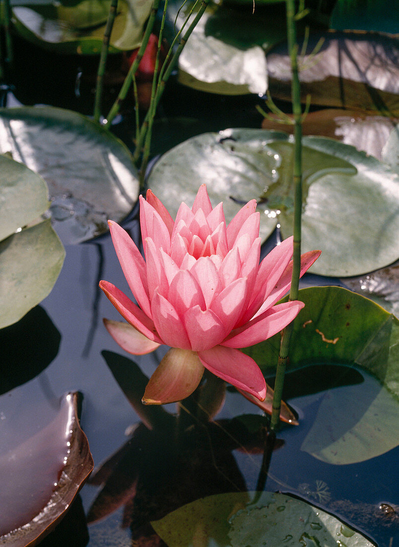 Nymphaea 'ROSE Arey'