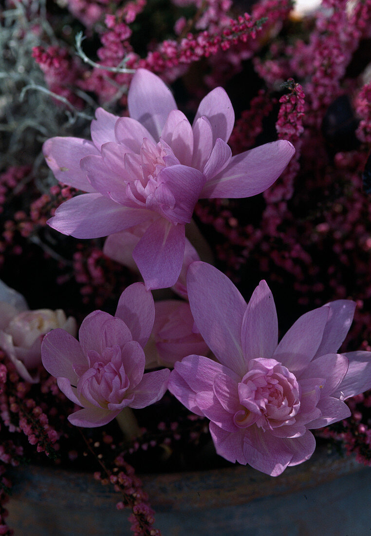 Colchicum autumnale 'Waterlily' (Seerose)