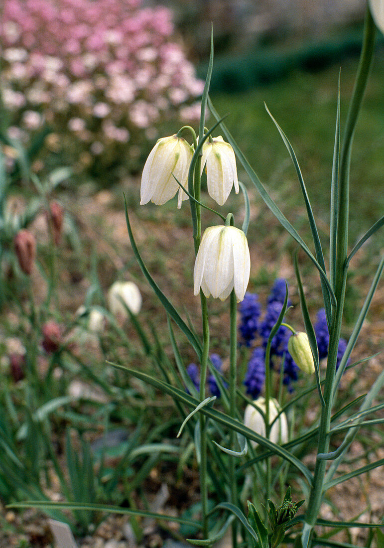 Fritillaria MELEAGRIS