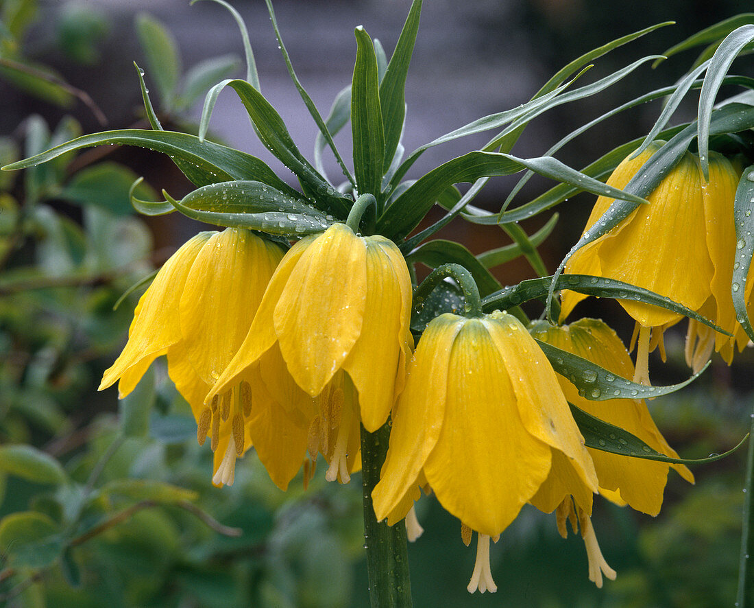 Fritillaria Imperialis