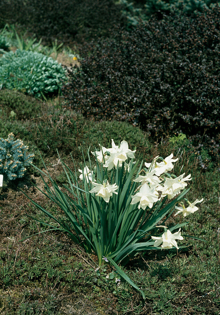 Narcissus triandrus