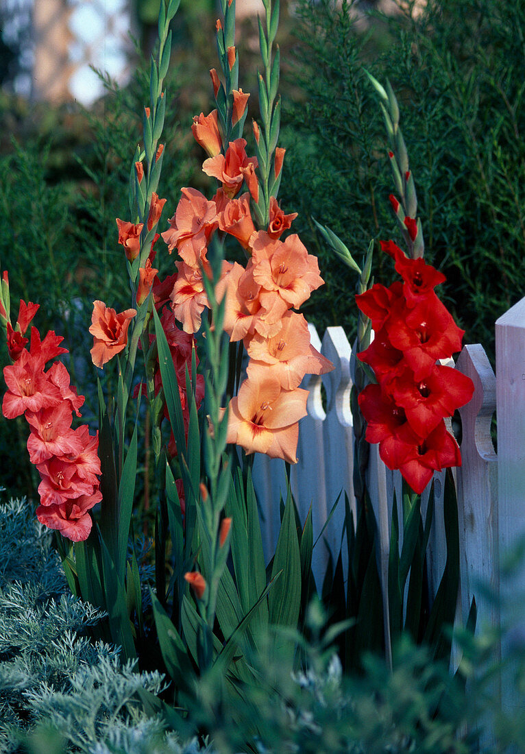 Gladiolus-Hybriden