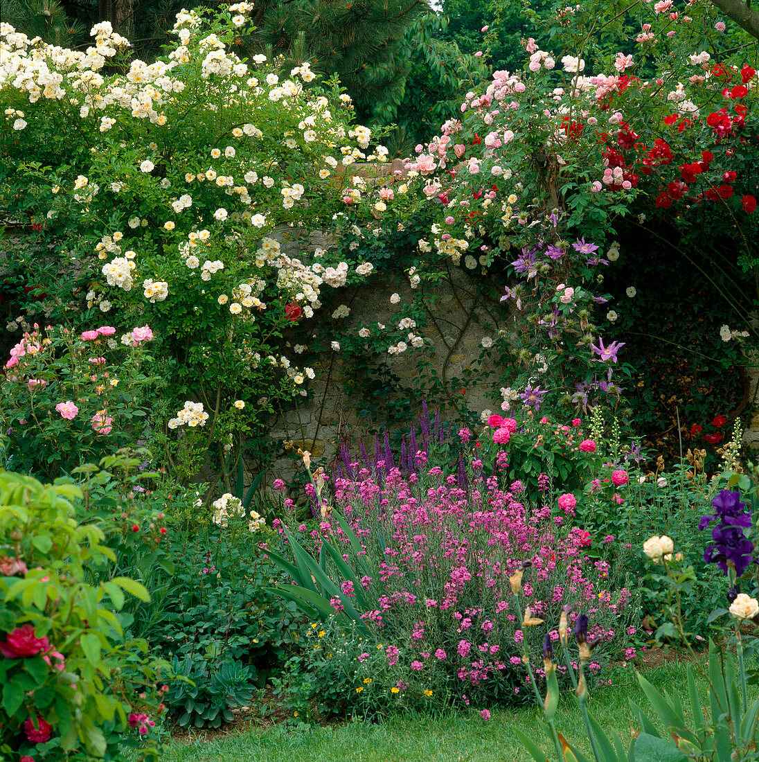 Rosa 'Sanders White' und andere Rambler vor Mauer , Beet mit Rosen und Stauden