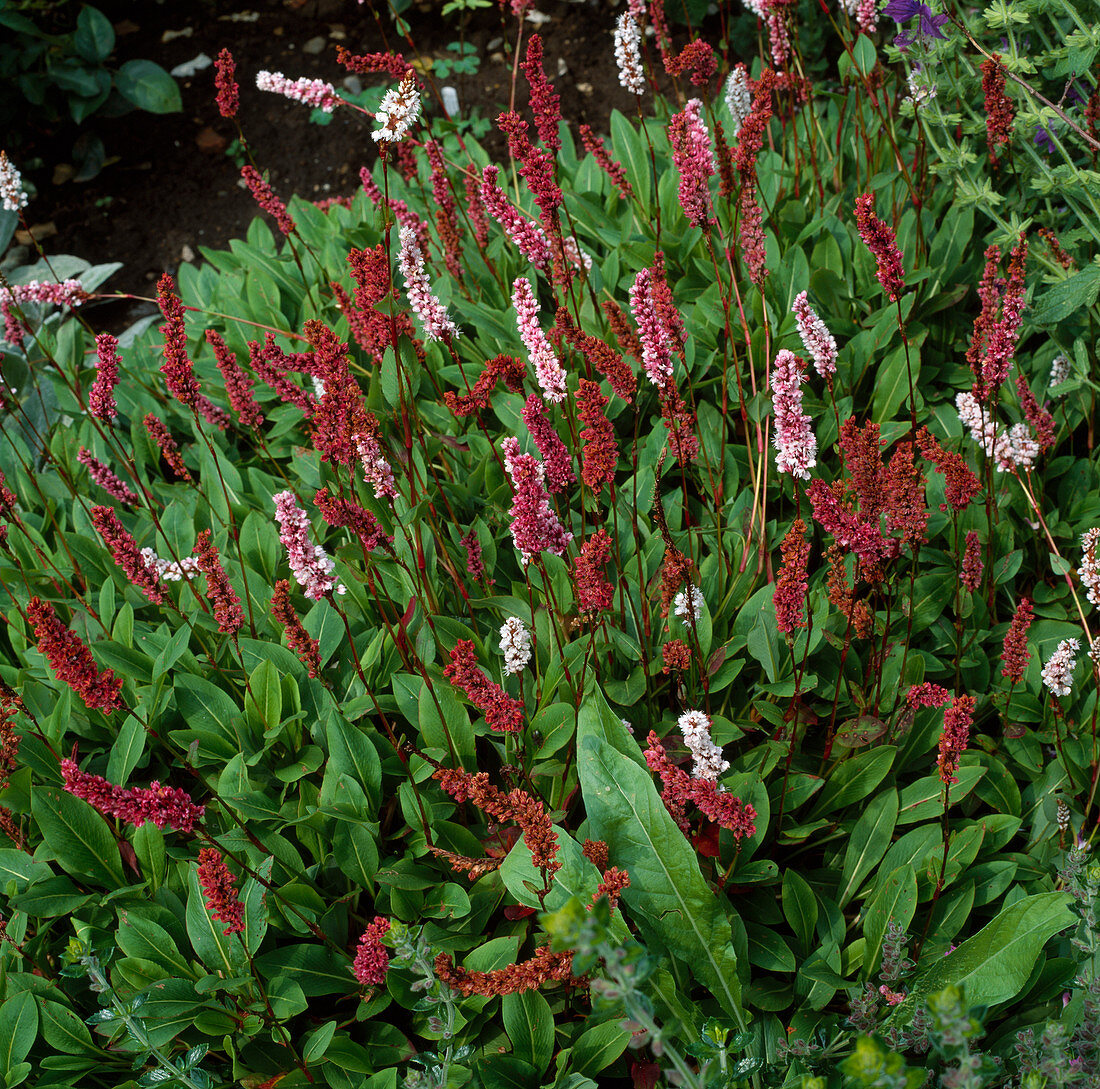 Polygonum affine / Knöterich