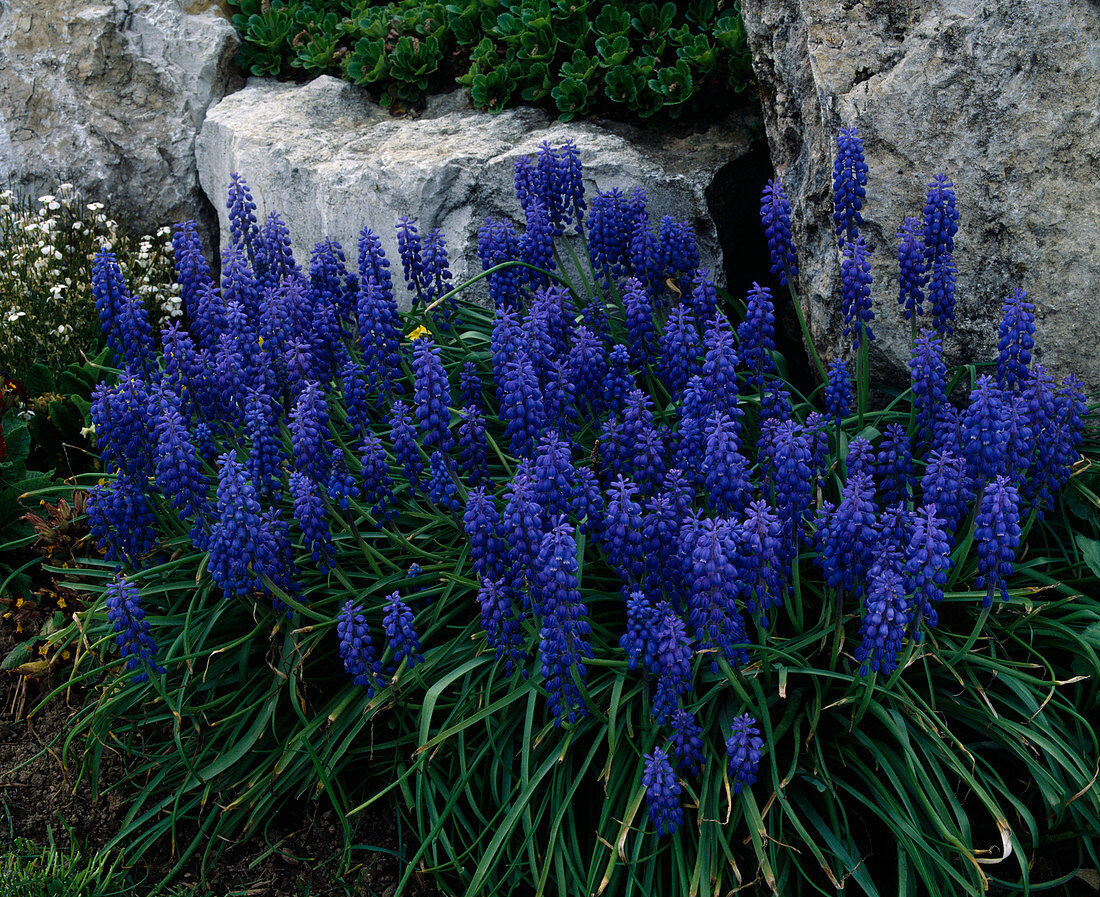 Muscari ARMENIACUM