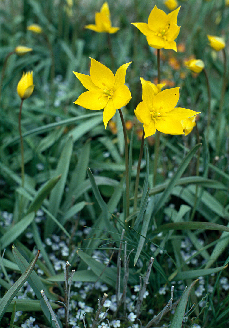 Tulipa SYLVESTRIS