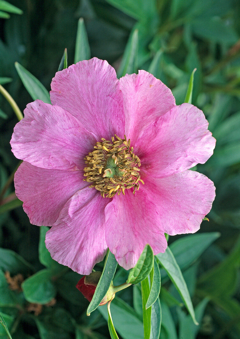 Paeonia veitchii var. Woodwardii (Wilde Pfingstrose), rosa