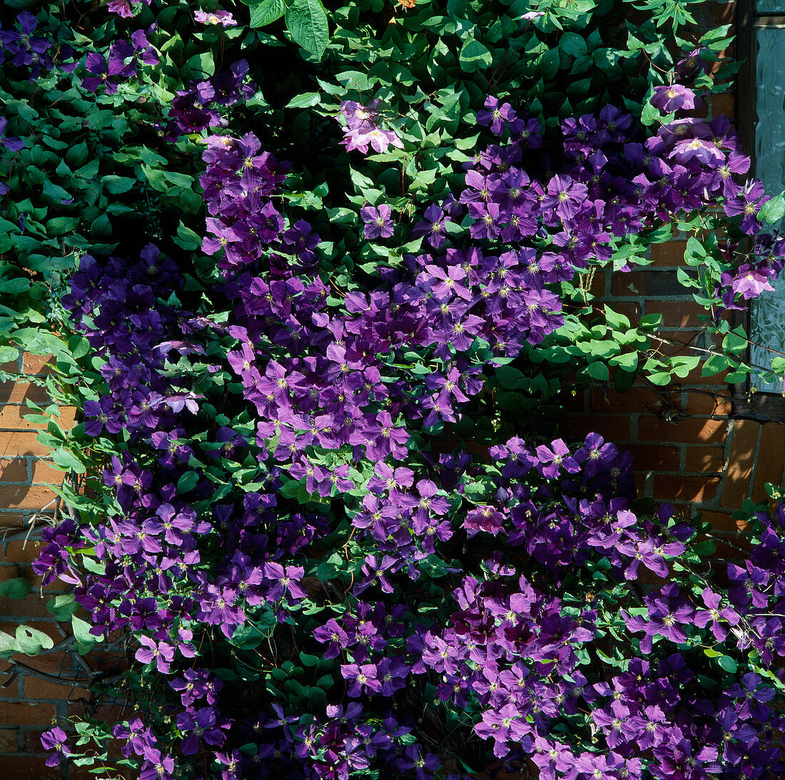 Clematis 'Jackmanii Superba' an einer Wand