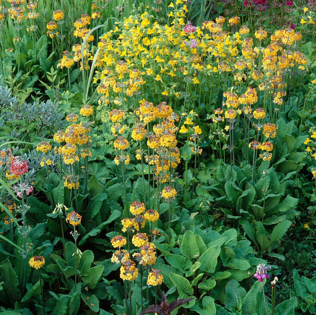 Primula bulleyana, Primula beesiana, Primula bullesiana (Etagenprimel)