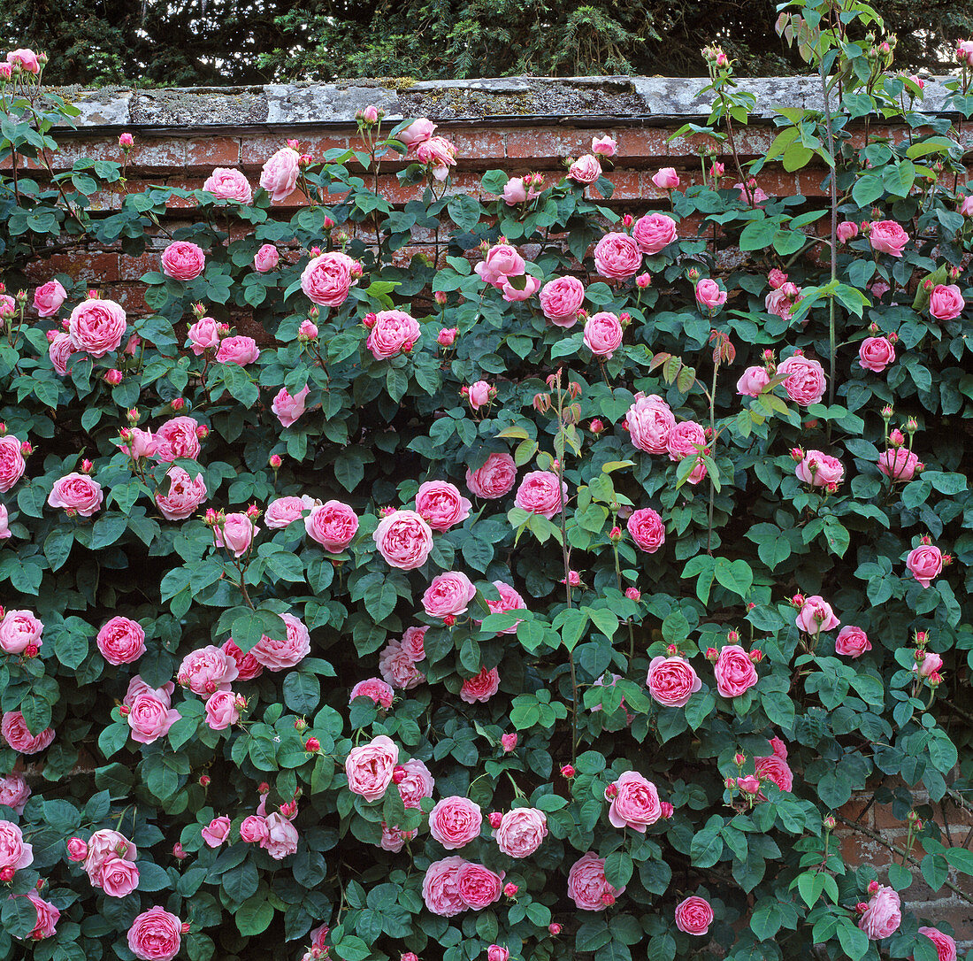 Rosa 'Constance Spry' (Englische Kletterrose, Strauchrose) von David Austin, einmalbluehend, starker Duft