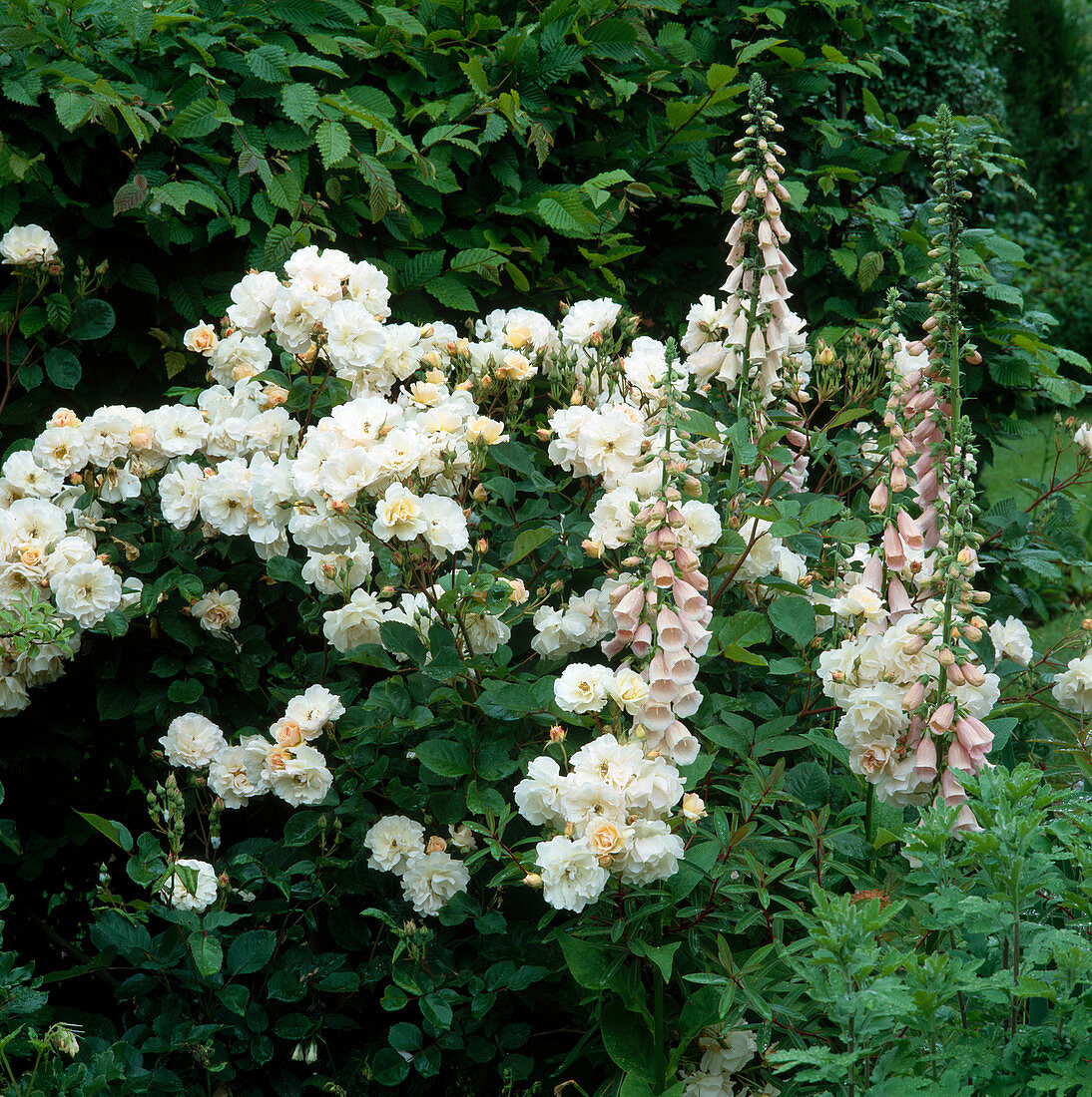 Rosa moschata 'Penelope'