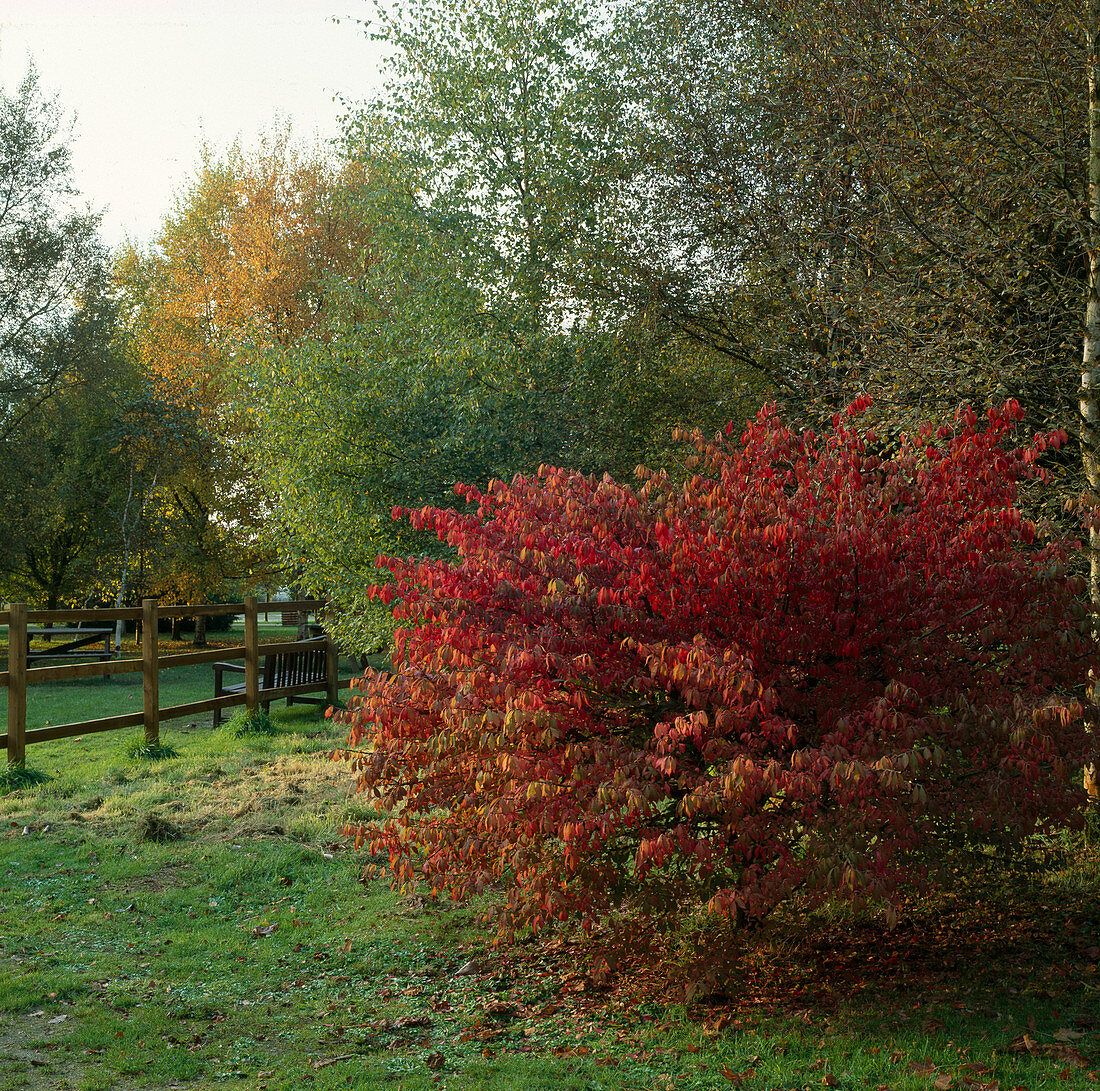 Euonymus alatus (Spindelstrauch)