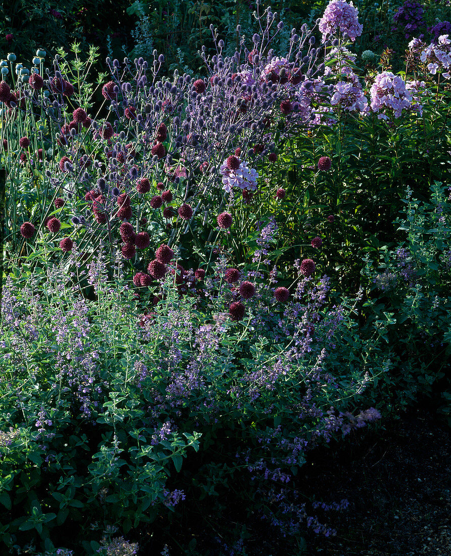Allium sphaerocephalon (Zierlauch), Eryngium (Edeldistel), Phlox 'Franz Schubert', Nepeta (Katzenminze)