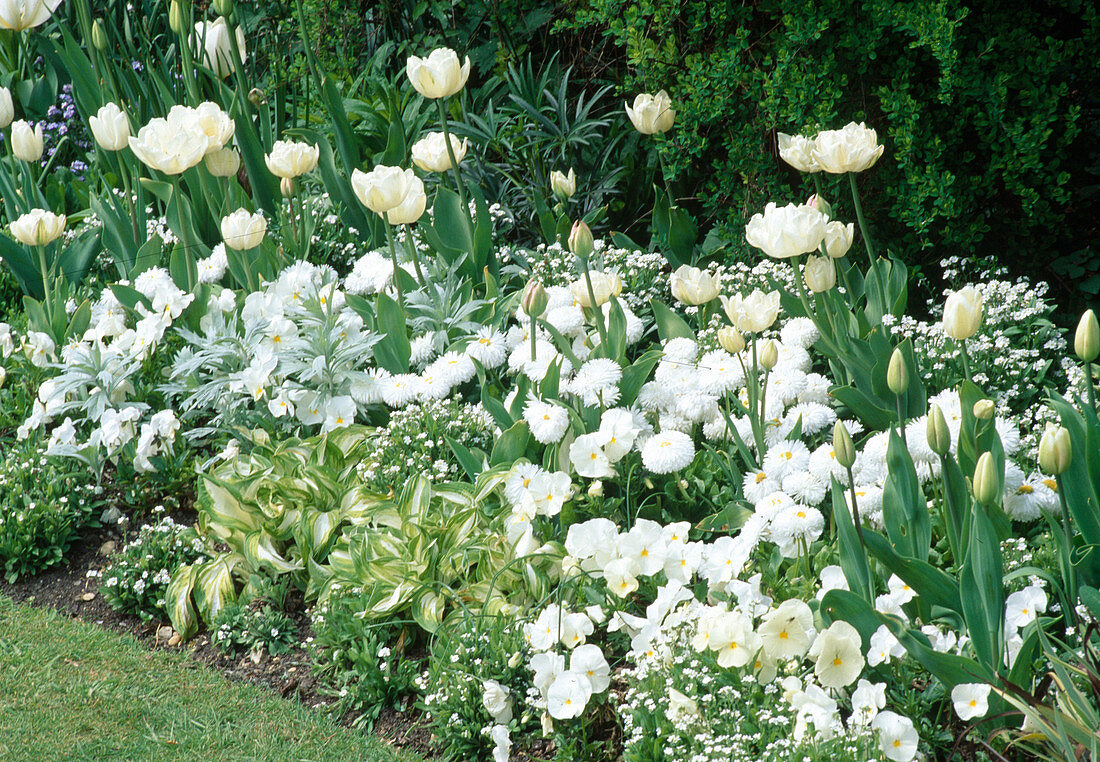 Tulipa 'Mount Tacoma', 'White Dream', 'Purissima', Hosta (Funkie), Viola (Stiefmütterchen)