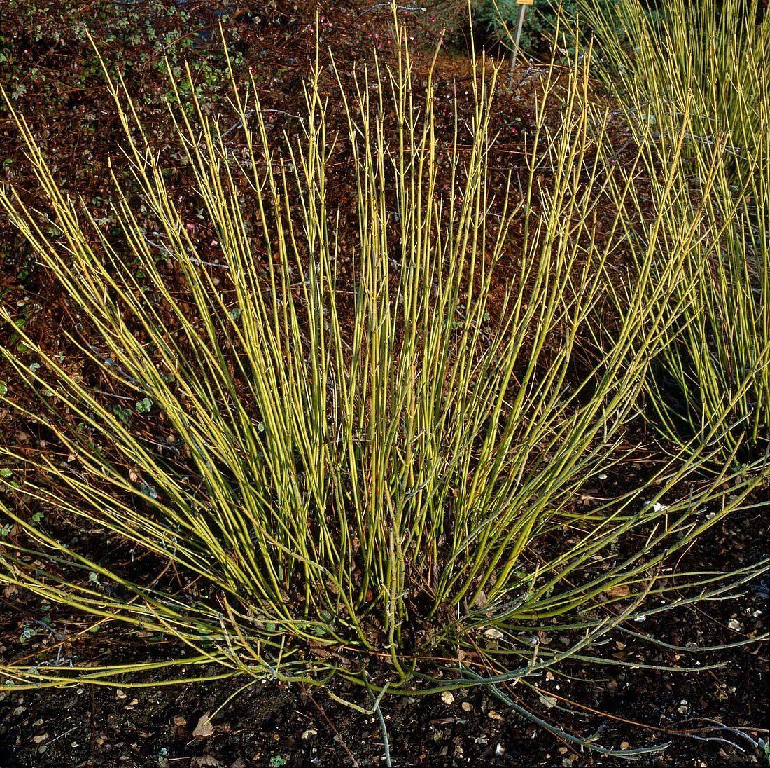 Gelbe Stämme von Cornus stolonifera 'Flaviramea' (Gelbholz - Hartriegel)