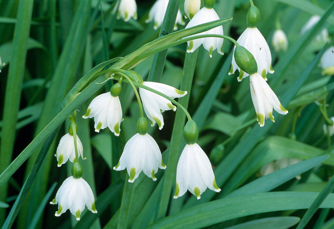 Leucojum aestivum 4530..2